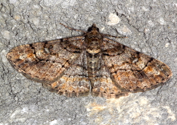 Geometridae - Cleora cinctaria